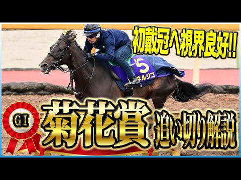 【菊花賞2025】美浦の穴馬『デキに関しては文句なし』栗東は上位人気馬順調!各出走馬の追い切りを東西記者が徹底解説!《東スポ競馬》