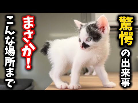 前日まで登れなかった子猫の成長と変化に注目 サムネイル