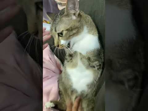 猫の動画サムネイル - pet the dinocat🐱🦖#dinocattutu#cat#猫