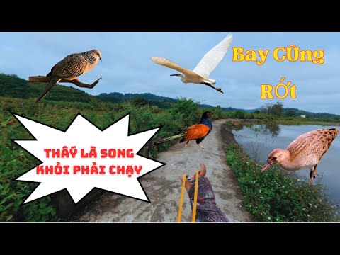 Dùng Ná Cao Su Góc 45* Đi Săn Ngoài Đồng, Hạ Cò Trắng Bay 1 Viên Đẹp Mắt || SangSlingShot