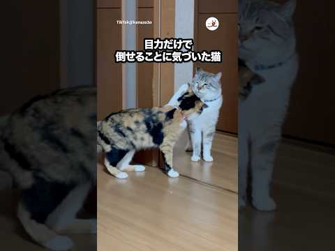 猫の動画サムネイル - 【先住猫】戦わずして勝利する猫｜PECO