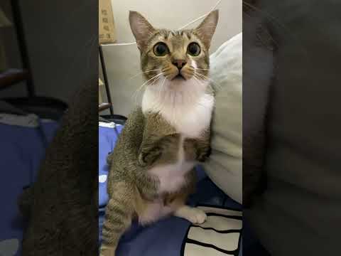 猫の動画サムネイル - A car🐱🦖 #cat #dinocattutu#猫