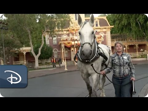 The Horses of the Circle D Ranch | Duke Prepares for Disneyland Debut Part One - UC1xwwLwm6WSMbUn_Tp597hQ