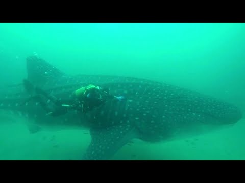 Massive Whale Shark Gets Trapped in Tuna Net