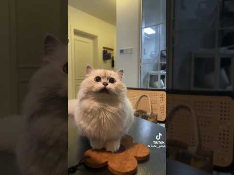 Kitty playtime guaranteed to make you smile😺 #cute #baby #cuteanimal #pets #cutecat #cutepet #cat