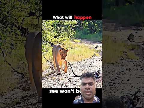 Snake vs Lion #trending #wildlife #lion #snake
