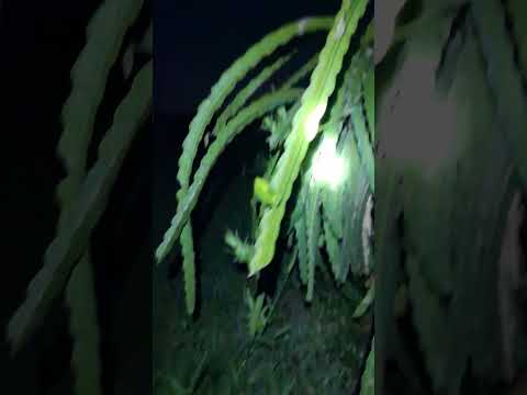 Tranh thu xịt thuốc ốc. Cho lứa rằm tháng tám 2025