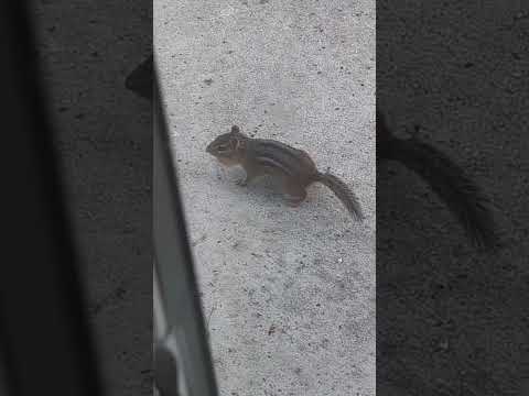 ALVIN!!!  Chipmunk eating fallen seeds n storing i 4280 ---- ALVIN!!!  Chipmunk eating fallen seeds n storing in its pouch!  
Don't forget to subscribe