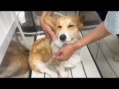 【膿皮症治療】シャンプー中に《うとうと》しちゃうコーギー犬がかわいい