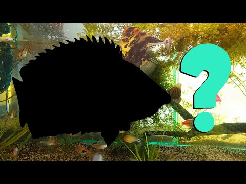Guess what fish are in my aquarium? Feeding is my favourite part of the aquarium hobby.

Fish in the video_
1. African Bush Fish
2. Disc