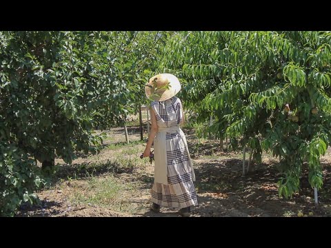おばあちゃん家で一人過ごす夏🌻| 畑の恵みとスマホから離れる時間