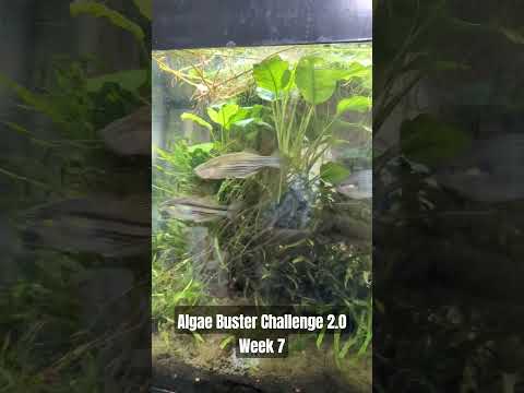 Algae Buster Challenge 2.0 Week 7 