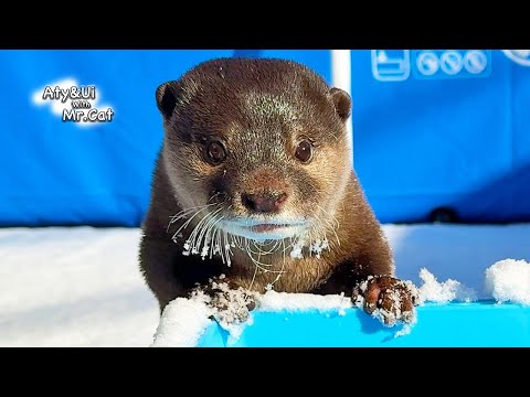 Otter Frolicking Like a Child in the Sudden Heavy Snow [Otter Life Day 944]