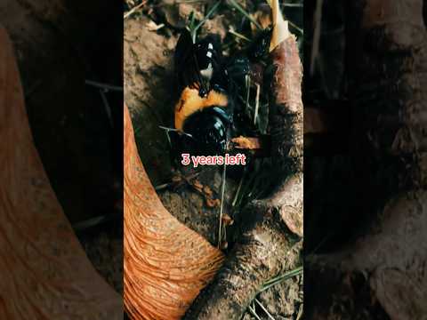 #fyp #shorts #bugs #insects #ants #nature #arthropoda #mantis #biology #entomology #globalwarming