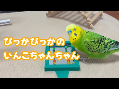 ぴっかぴっかの〜がお気に入り♪いっぱいおしゃべりする【セキセイインコ】