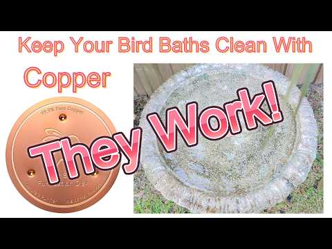 Mellbree Pure Copper Disks for Keeping Bird Baths Clean - Did They Work?