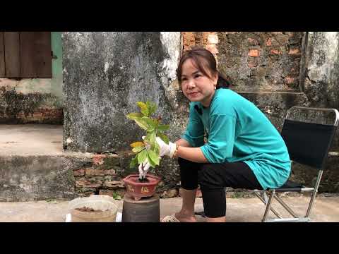 Thời điểm thích hợp để tạo dáng cây mai vàng - The right time to pose a yellow apricot tree