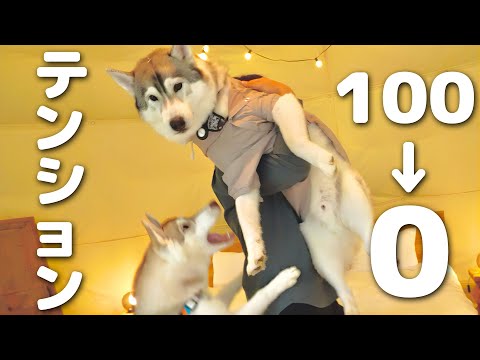 ウッキウキのお出掛け中に愛犬のテンションが100%→0%になった理由が・・・笑