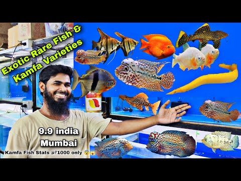 Exotic & Rare Variety Fish & Kamfa 9.9 india Aquar 9.9 India Imported Flowerhorn exclusive Dealer in India Today Clearance sale offer Buy any fish @50%