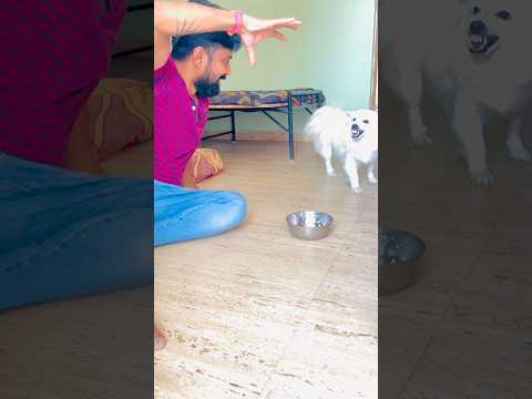 Watch Jax’s Anger 😡|The Most Dangerous Dog Ever! 🐾🔥 #JaxTheDog #DangerousDog #DogAttack #AngryDog