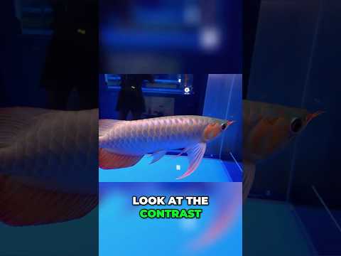 Gold Fish  Stunning Metallic Arowana! Showstopper  This Asian Arowana Is Pure Gold 🐉✨

In today’s video, we showcase one of the most breathtakin