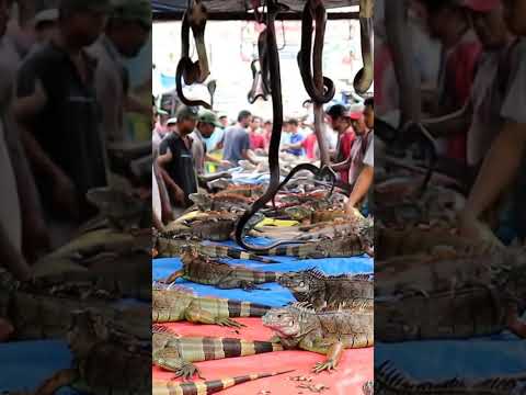 # iguana and snake sold in market (AI)