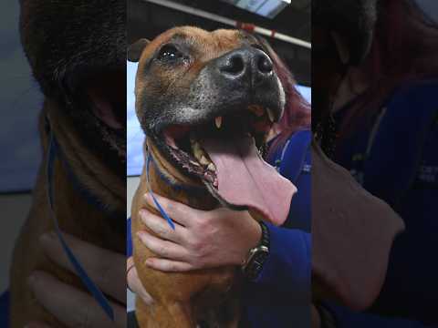 Freddie is a survivor #animalrescue #shorts#dog#rescue#happy