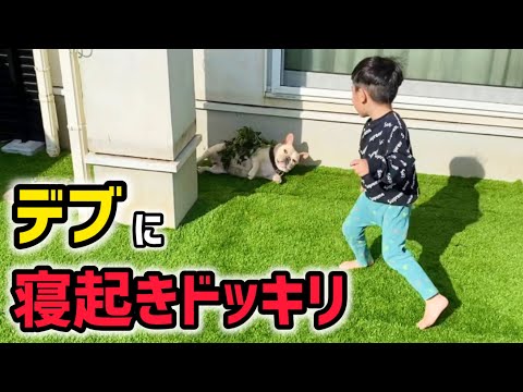 デブ犬に起きたら森に返されてるドッキリ仕掛けてみた