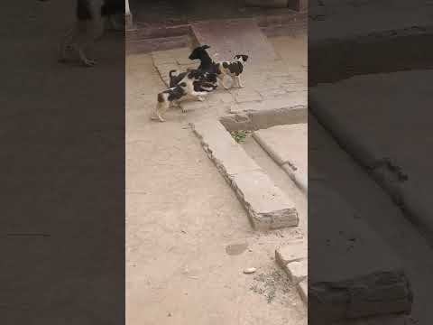 Teri mahar baniya teri kadar daniya #labrador