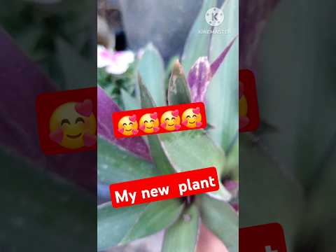 my new plant 🥰🥰##short  #short  ##gander  ##shorts shorts #shorts