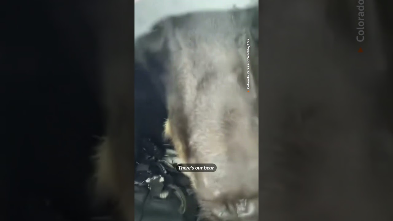 Bear rescued after breaking into truck for food