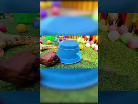 Menangkap ayam lucu, ayam warna warni, ayam rainbow, bebek, angsa, ikan hias, ikan cupang, Kelinci6