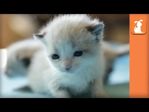 Two Siamese Kittens Rescued In Cardboard Box - UCPIvT-zcQl2H0vabdXJGcpg
