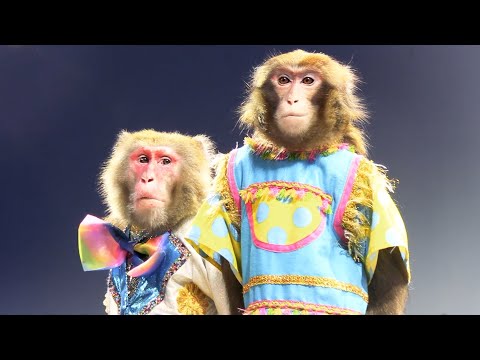 芸猿の世代交代の瞬間です…これは泣いてしまう