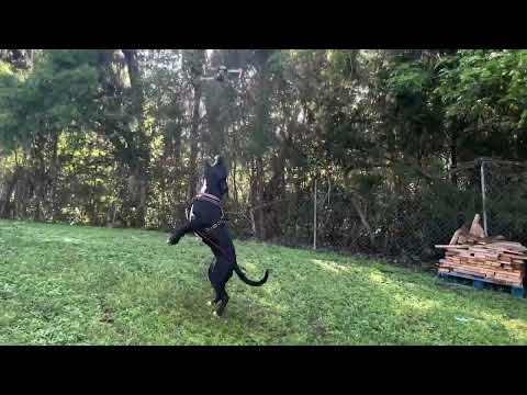 Pitbull Puppy Sees a Drone for the First Time Ever (Cute Reaction)