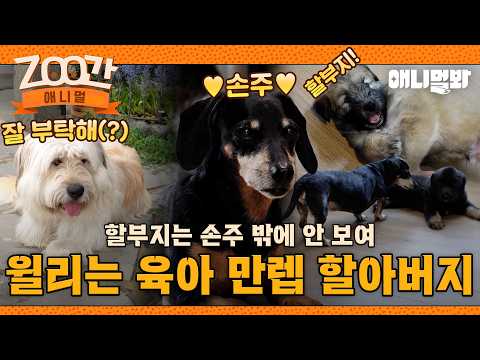 [ZOO간애니멀] 육아는 윌리에게 맡기라구😝 삽살개 손주들 보살피는 닥스훈트 할아버지 윌리🐶 #동물농장 #animalfarm