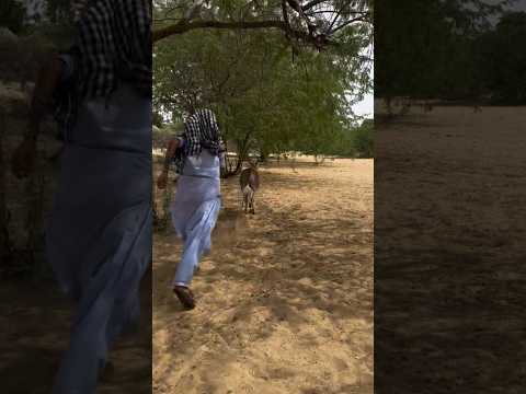 Suddenly, the mattress ran away, and something was tied behind it. The boy ran after it.
