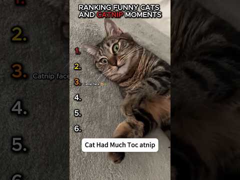 Cats on Catnip 😹🌿 Funniest Moments #shorts