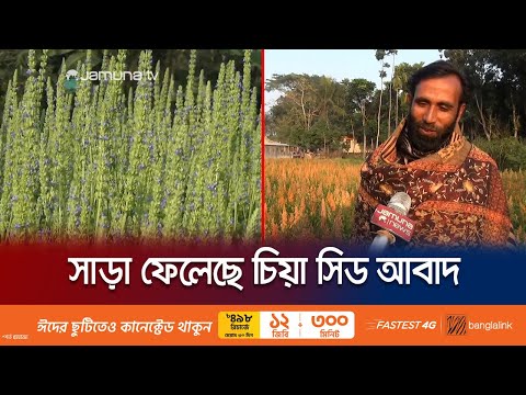 চিয়া সিড ও কিনোয়া আবাদে এলাকার আদর্শ জুলফিকার | Jessore Chia seed | Jamuna TV