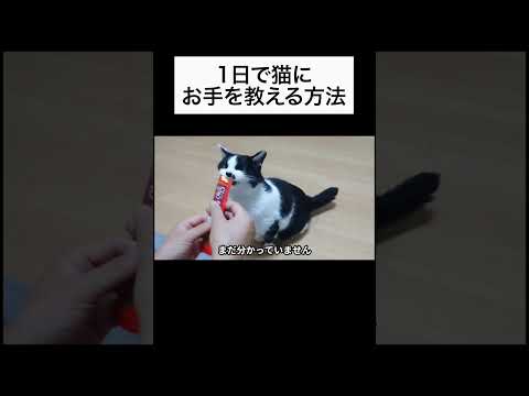 【超簡単】猫にお手を教える方法を獣医師が解説