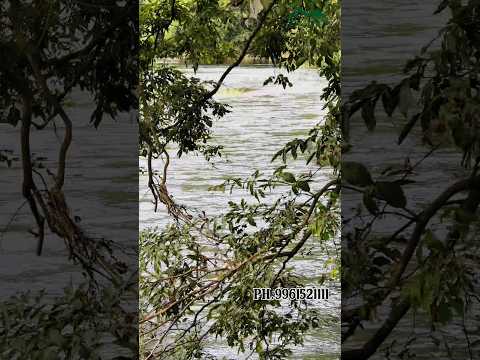 🌿3 ACRE LAND FORSALE🌿#property#travel#nature#reels#realestate#resort#ecofriendly#realestate#farming