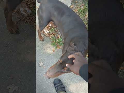 LOOSE DOG 🐕 #NiGHTLiFE #BOOSTRR #BOOSTIN F #DREAMBOiDEE #YT #XBXMAN #CHICAGO #FASHION #2K26 #VLOGMP4