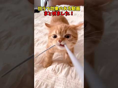 猫の動画サムネイル - ※あくまで個人の感想です #猫 #cat #cats #cute