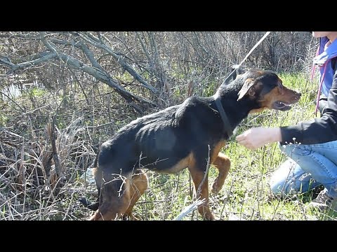 Rescue Of Starving Injured Dog Who Jumped Into My Arms - UCqeekxc7CKRYHNV9PVV_HCQ