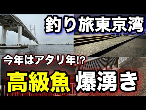 春の東京湾で高級食材が異常発生！？海釣りシーズン序盤の時期に東京湾の釣り場で釣り旅をしてみたら…！2025.5