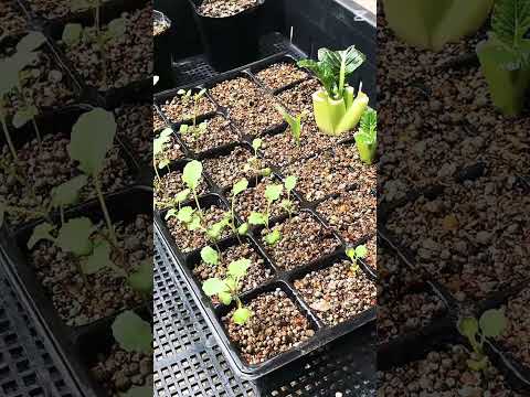 これから本格的に春夏野菜始めます #shorts #家庭菜園 #gardening #農業 #じゃがいも栽培 #小松菜#青梗菜#とうもろこし#ブロッコリー