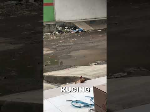 sedih kucing ini kehilangan masa kecil karena di telantarkan!#short#feed#shortfeed#shorts#kucing