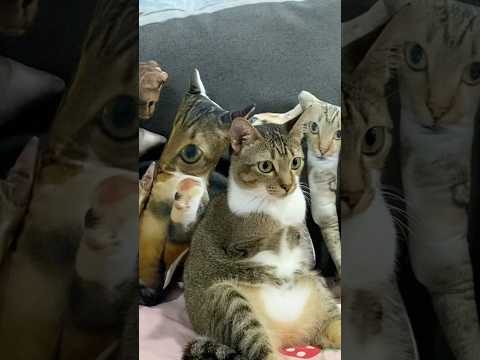 自分だけのチュチュピローを作るカスタマイズガイド サムネイル