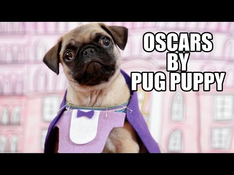 Oscars by Pug Puppy 2015 (Best Picture Nominees) - UCPIvT-zcQl2H0vabdXJGcpg