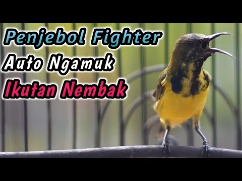PENGGACOR SOGON TROTOL METALIK PALING EFEKTIF !! SUARA SOGON GACOR PENJEBOL EMOSI